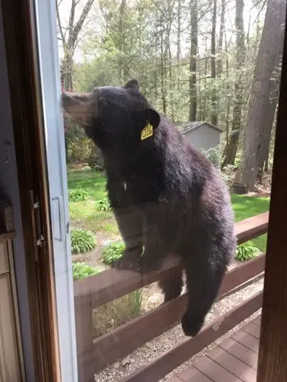 bear wants brownies