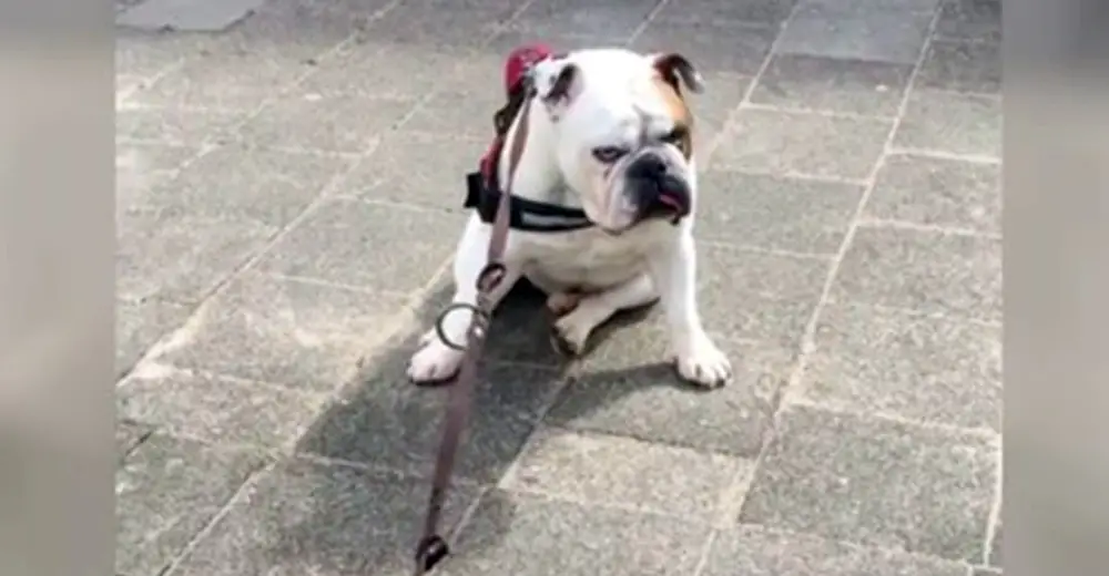 Dog Refuses To Move When He Realizes That He’s Not Getting A Treat On