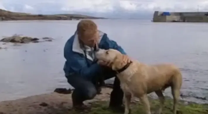 dog and dolphin