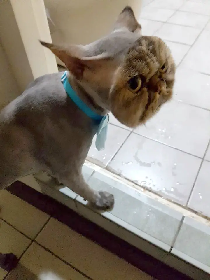 cat at groomer