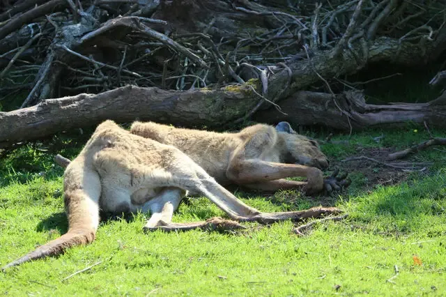 animals at zoo