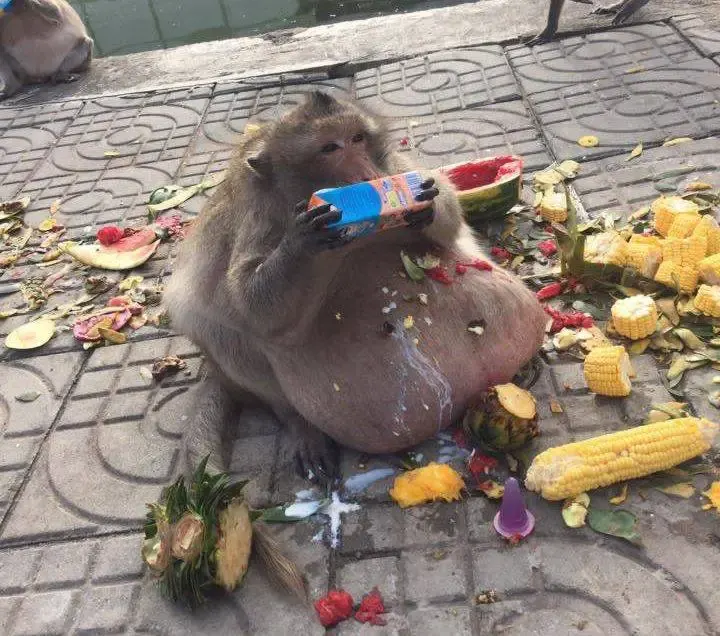 obese moneky