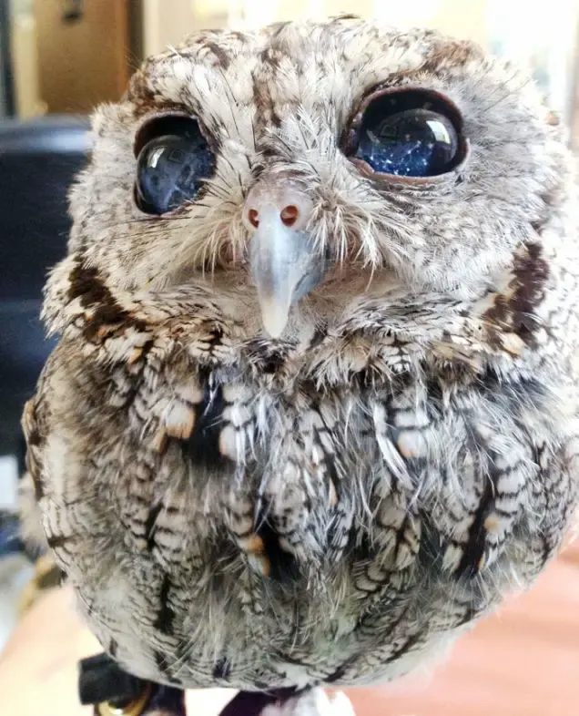 blind owl