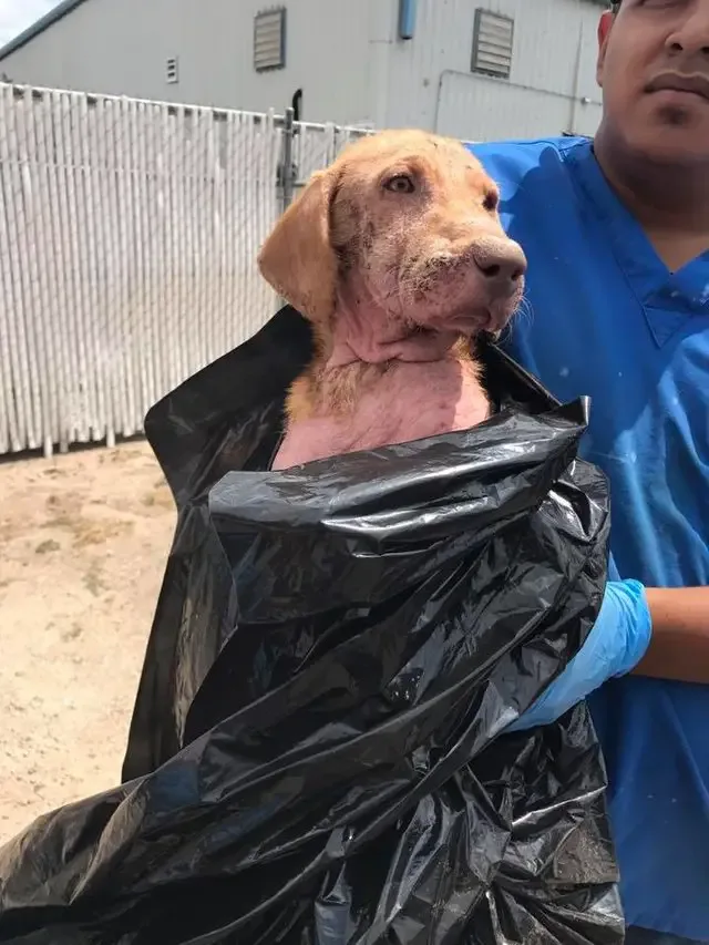 dog in garbage bag