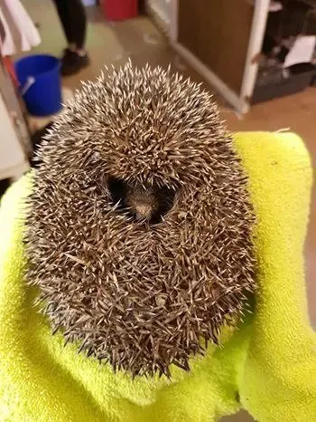 hedgehog in ball of clay