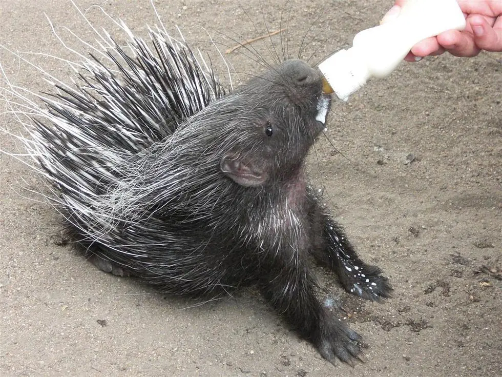 porcupine returns home