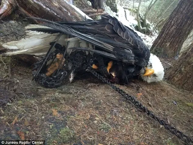 rescuing bald eagle