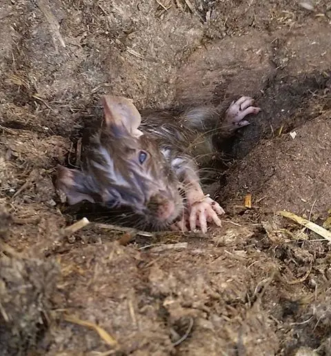 Andrea Davis / Facebook. rat in the barn. 