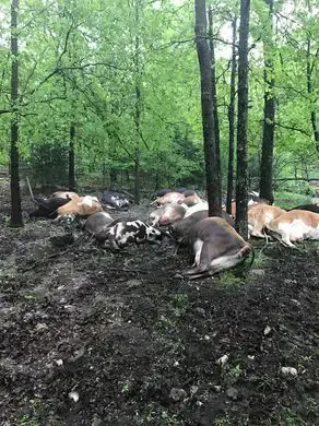 cows dead