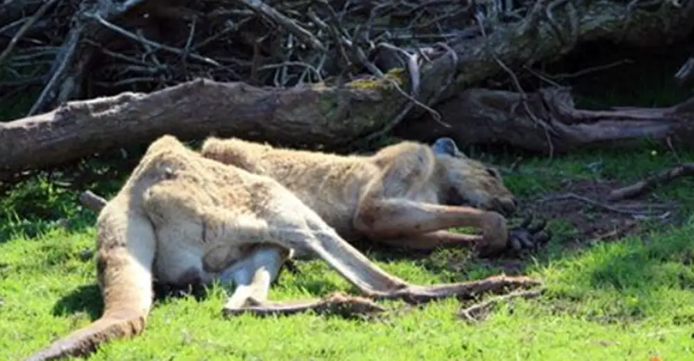 Zoo Where Almost 500 Animals Died Continues To Operate Without A Shame