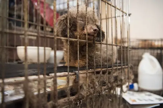 dog in puppy mill