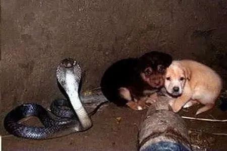 puppies in snake pit