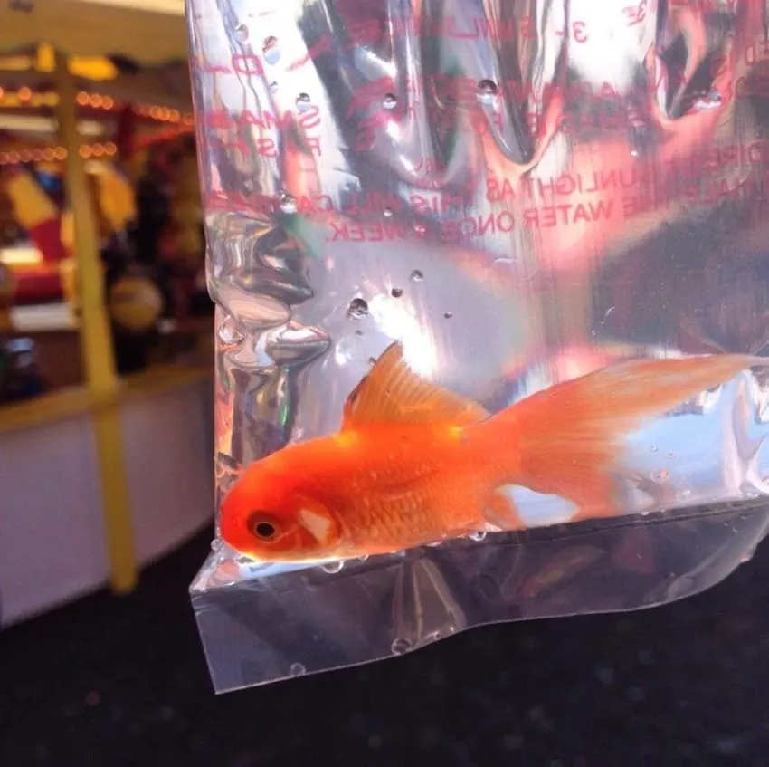 walmat goldfish