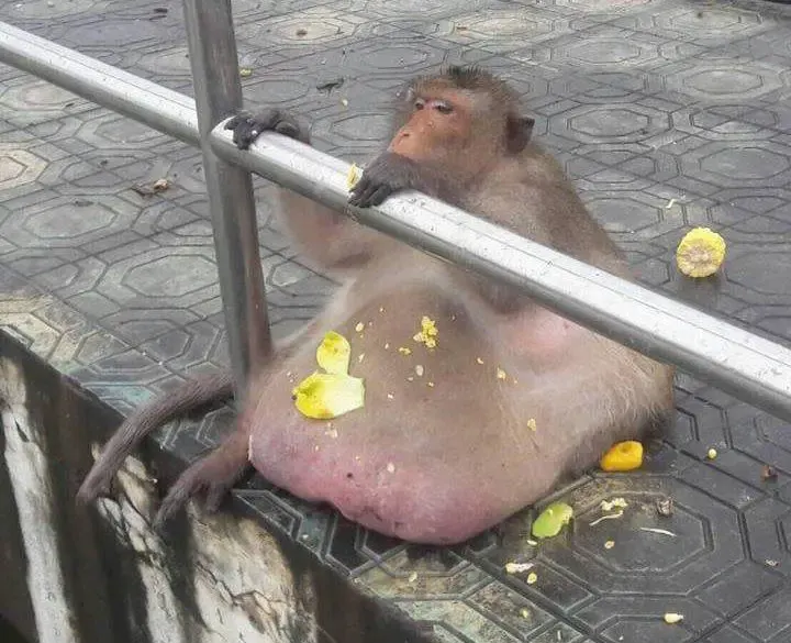 obese moneky