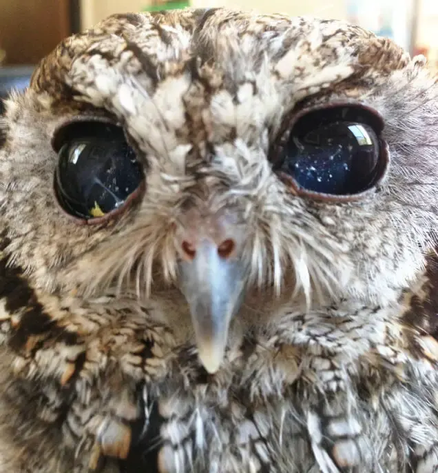 blind owl