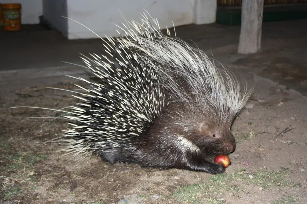 porcupine returns home