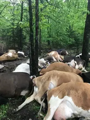 cows dead