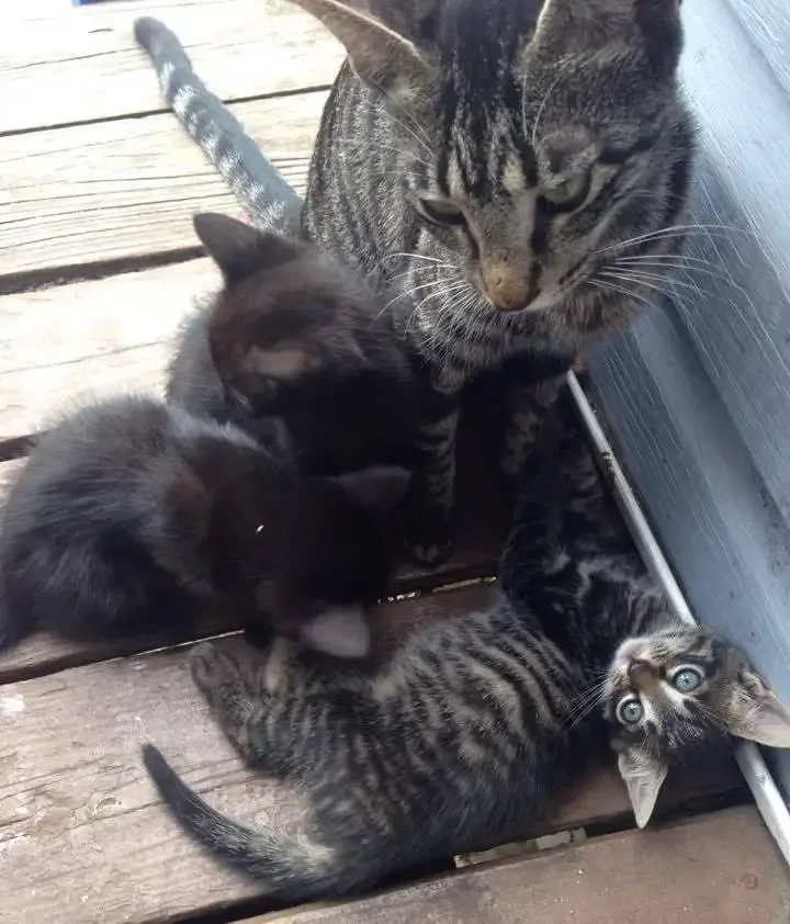 stray cat and kitten