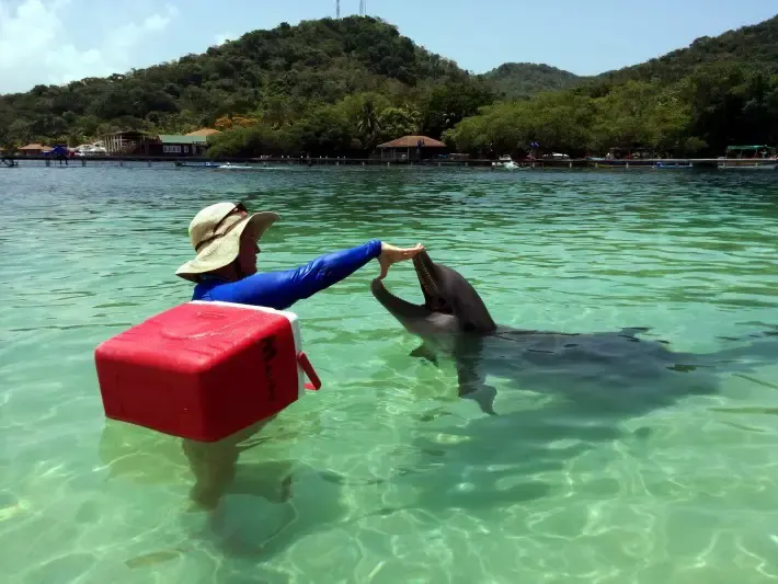 swimming with dolphins