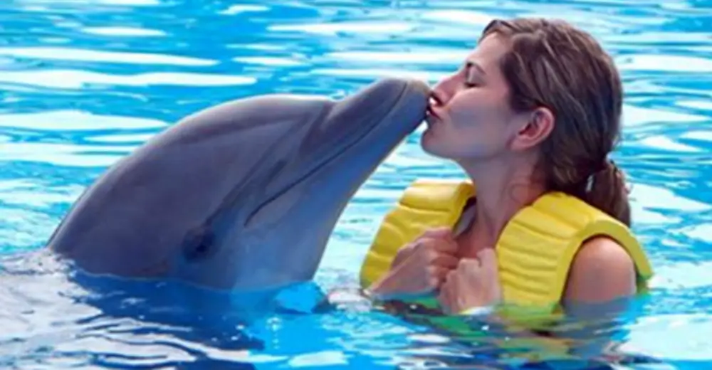Swimming With Dolphins Is Far More Disturbing Than People ...