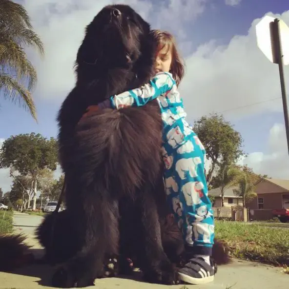 massive dogs