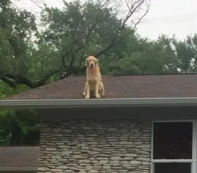 dog on the roof