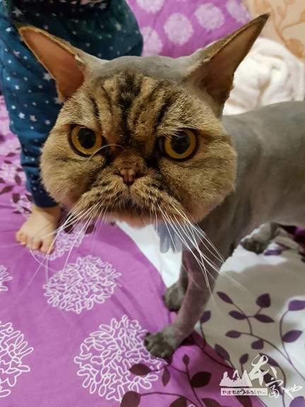cat at groomer