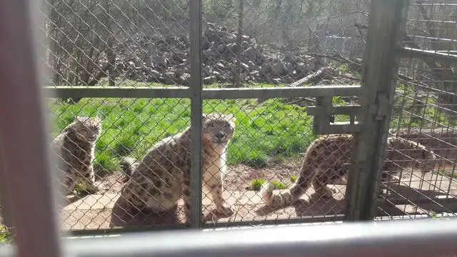 animals at zoo
