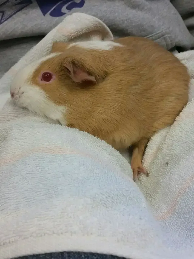 guinea pig in mailbox