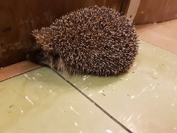 hedgehog in ball of clay