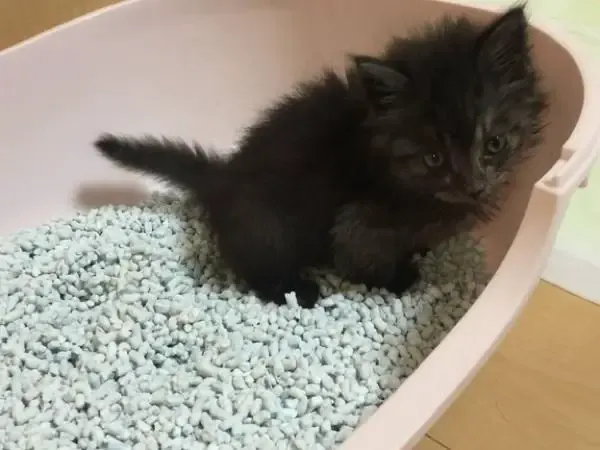 kitten new mane