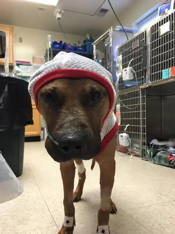 dying pit bull