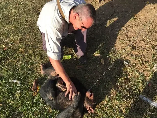 chimp rescued