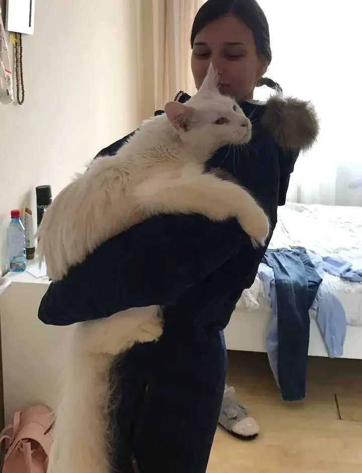 massive kitten