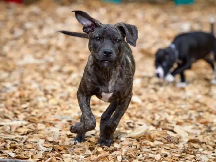 emaciated puppy