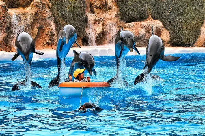 swimming with dolphins