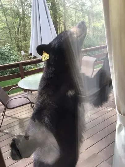 bear wants brownies