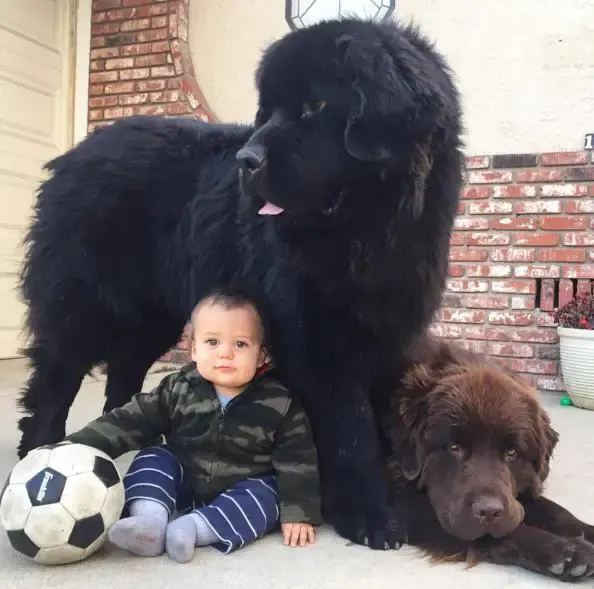 massive dogs