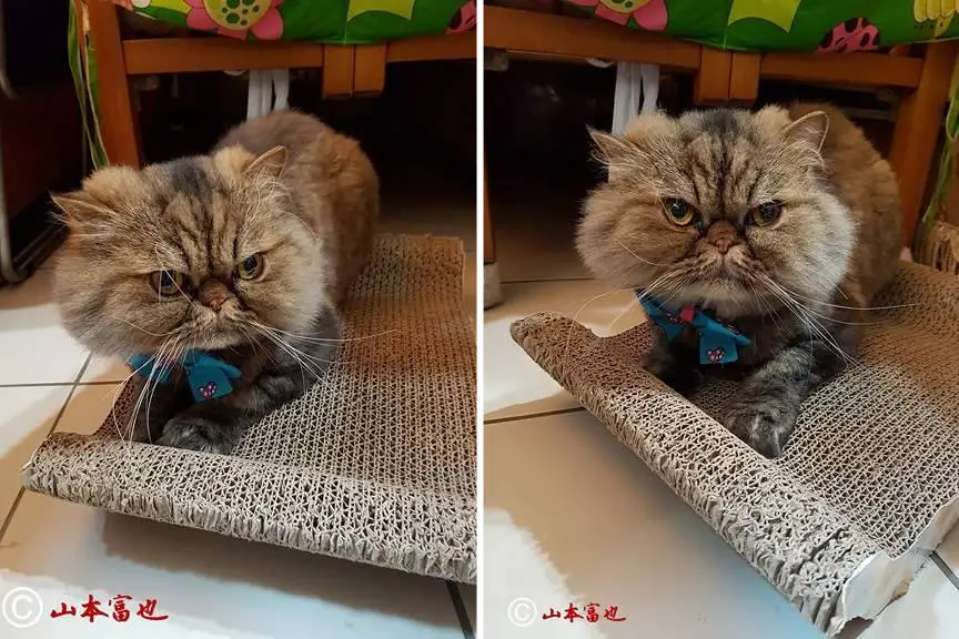 cat at groomer