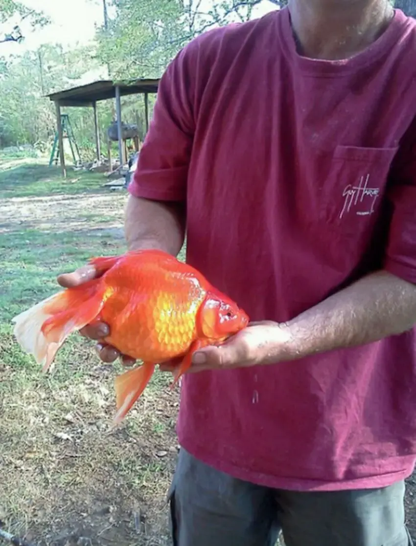 walmat goldfish