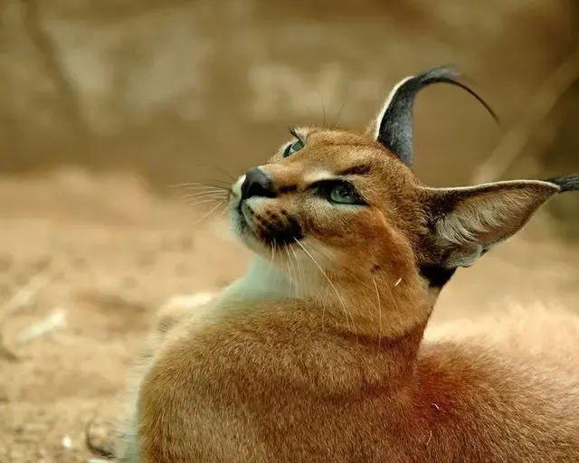 caracal