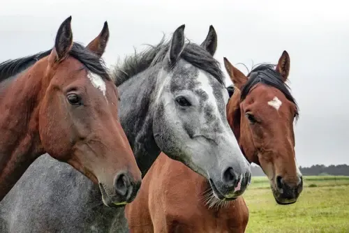 horse killed for meat