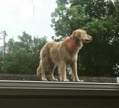 dog on the roof