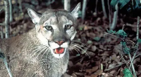 cougar on doorstep