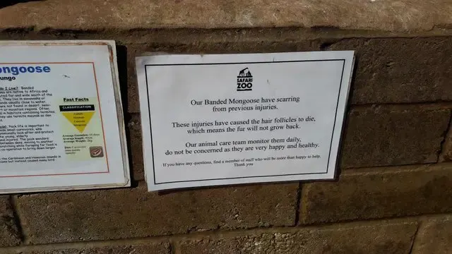 animals at zoo