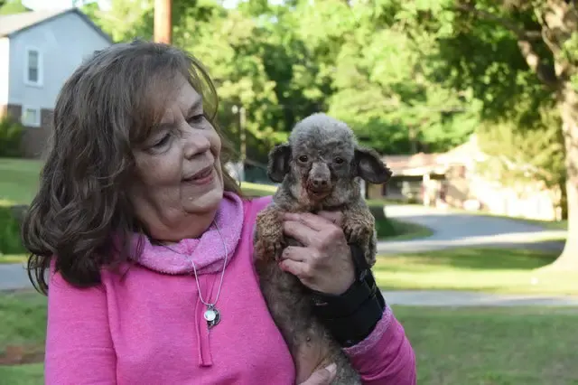 dog in puppy mill