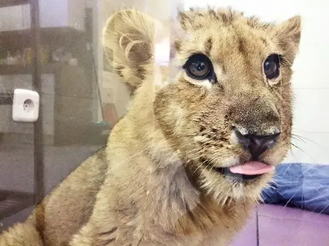 lion cub starved