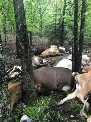 cows dead
