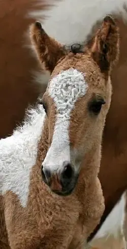 curly haired horses