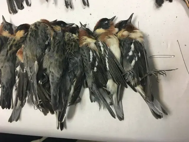 birds die in one night